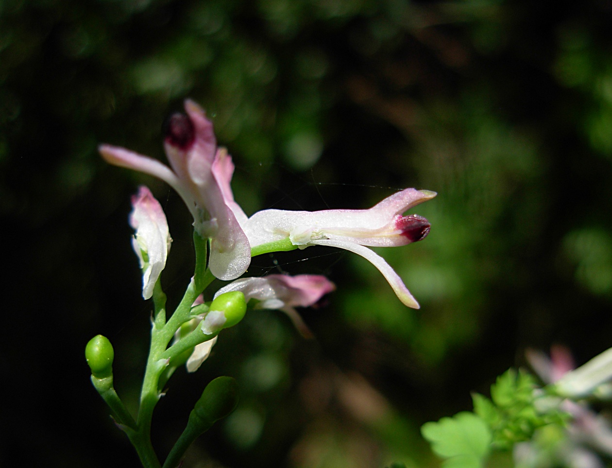 Fumaria bicolor / Fumaria insulare